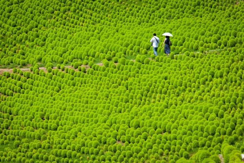 Ruc ro bien hoa cong vien nhat ban 1.4